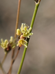 Eriogonum pusillum