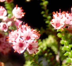 Erica brachycentra