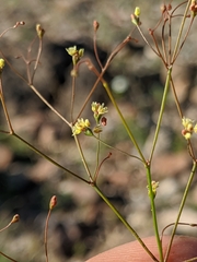 Eriogonum pusillum