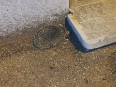 Paraechinus hypomelas