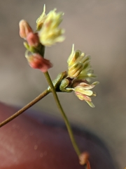 Eriogonum pusillum