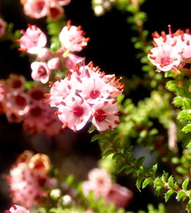 Erica brachycentra