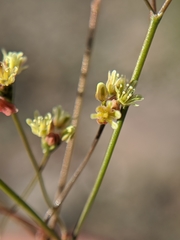 Eriogonum pusillum