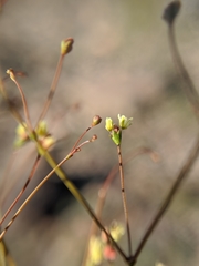 Eriogonum pusillum