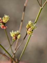 Eriogonum pusillum