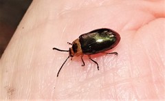 Lamprolina discoidalis