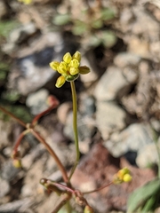 Eriogonum pusillum