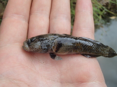 Gobiomorphus breviceps