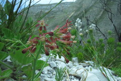 Codonorhiza micrantha