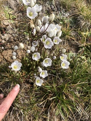 Gentianella muelleriana