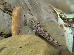 Gobiomorphus breviceps