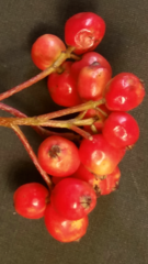Sorbus sambucifolia