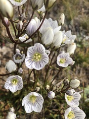 Gentianella muelleriana