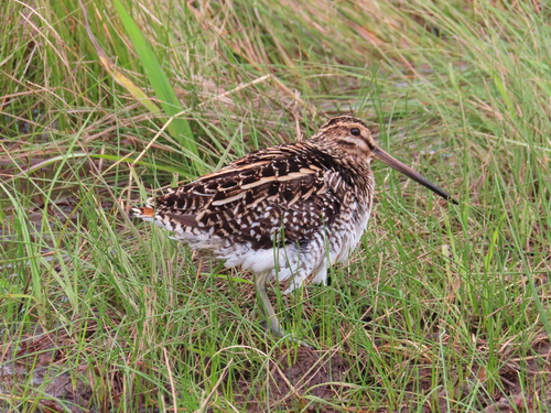 iNaturalist image