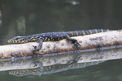 Varanus salvator bivittatus