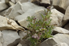 Scrophularia exilis