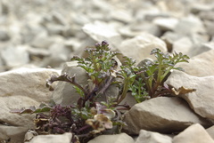 Scrophularia exilis