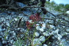 Codonorhiza micrantha