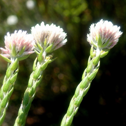Image of Pretty Blombush (Metalasia pulcherrima) by no rights reserved