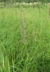 Calamagrostis stricta