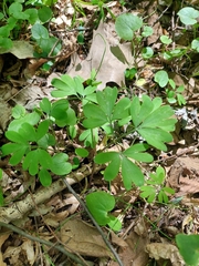 Corydalis intermedia, photograph (c) Viktor Strenada, some rights reserved (CC BY)