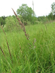 Calamagrostis stricta