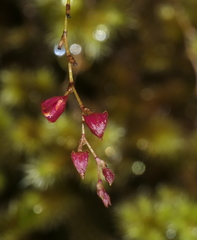 Lepanthes oxypetala