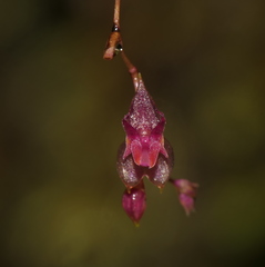 Lepanthes oxypetala