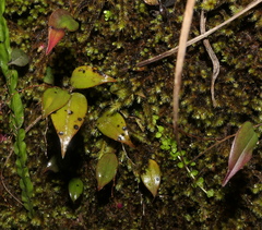 Lepanthes oxypetala