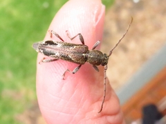 Phacodes