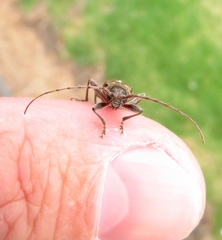Phacodes