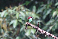 Merops viridis