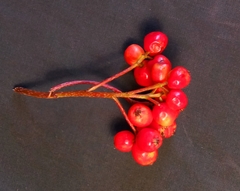 Sorbus sambucifolia