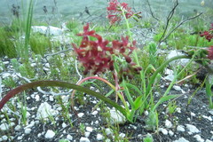 Codonorhiza micrantha