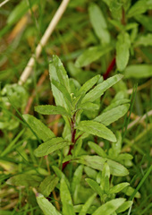 Mentha australis