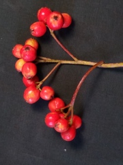 Sorbus sambucifolia