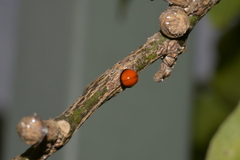 Chilocorus circumdatus