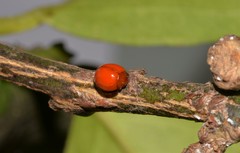 Chilocorus circumdatus