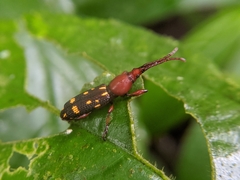 Baryrhynchus poweri