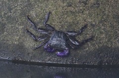 Metopograpsus