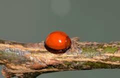 Chilocorus circumdatus