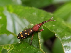 Baryrhynchus poweri