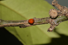 Chilocorus circumdatus
