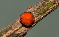 Chilocorus circumdatus