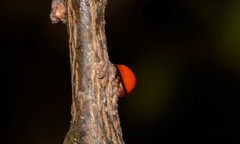 Chilocorus circumdatus