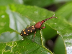 Baryrhynchus poweri