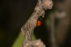 Chilocorus circumdatus