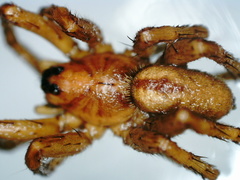 Pardosa