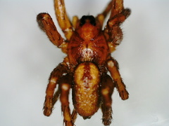 Pardosa