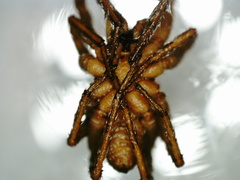Pardosa